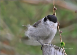 <p>SÝKORA BABKA ( Parus palustris) /Marsh tit - Sumpfmeise/</p>